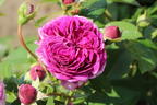 Beetrose 'Perfume Flower Circus' ® - Rosa 'Perfume Flower Circus' ®