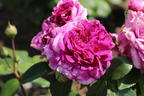 Beetrose 'Perfume Flower Circus' ® - Rosa 'Perfume Flower Circus' ®