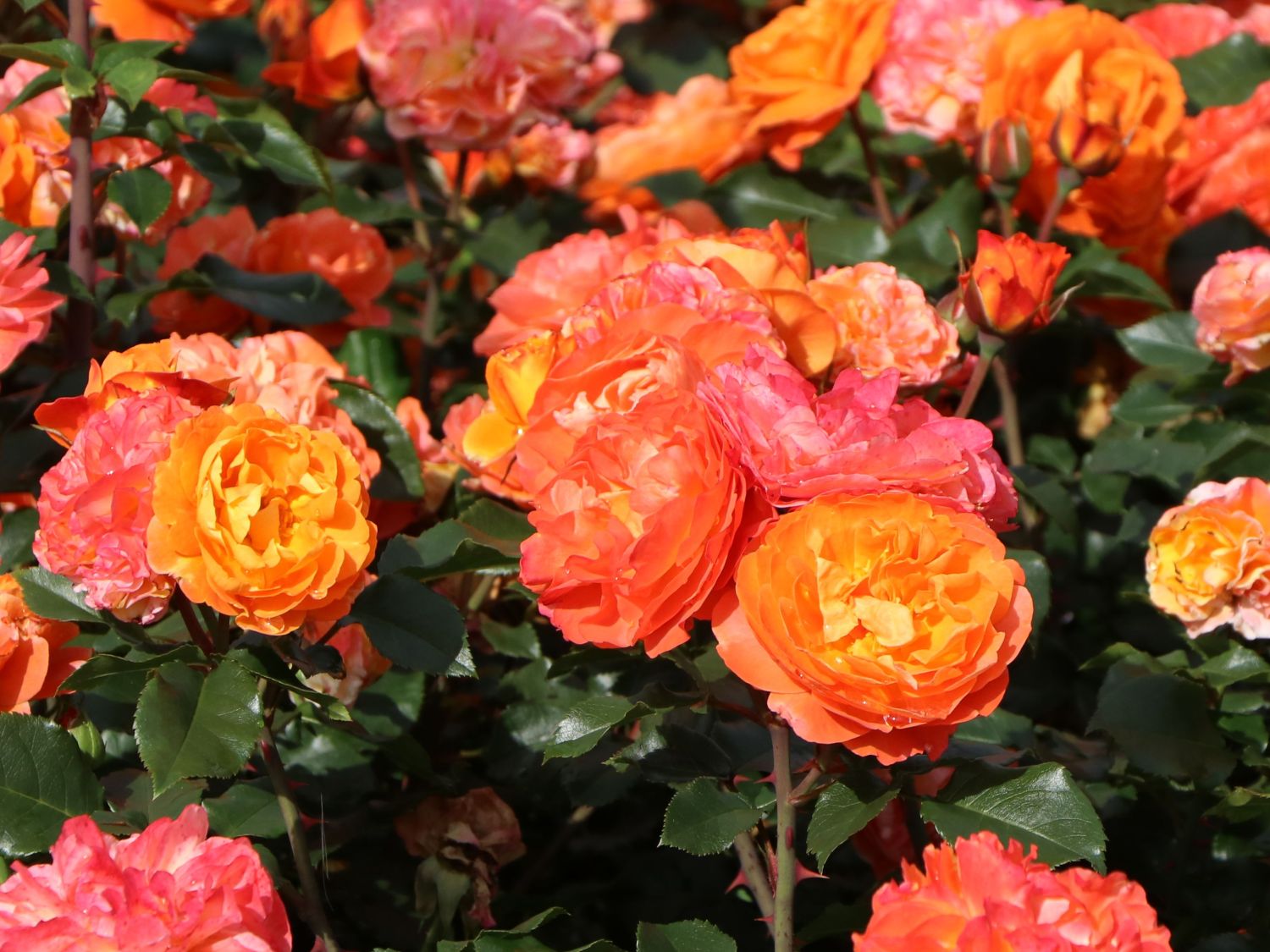 Beetrose 'Phoenix' ®