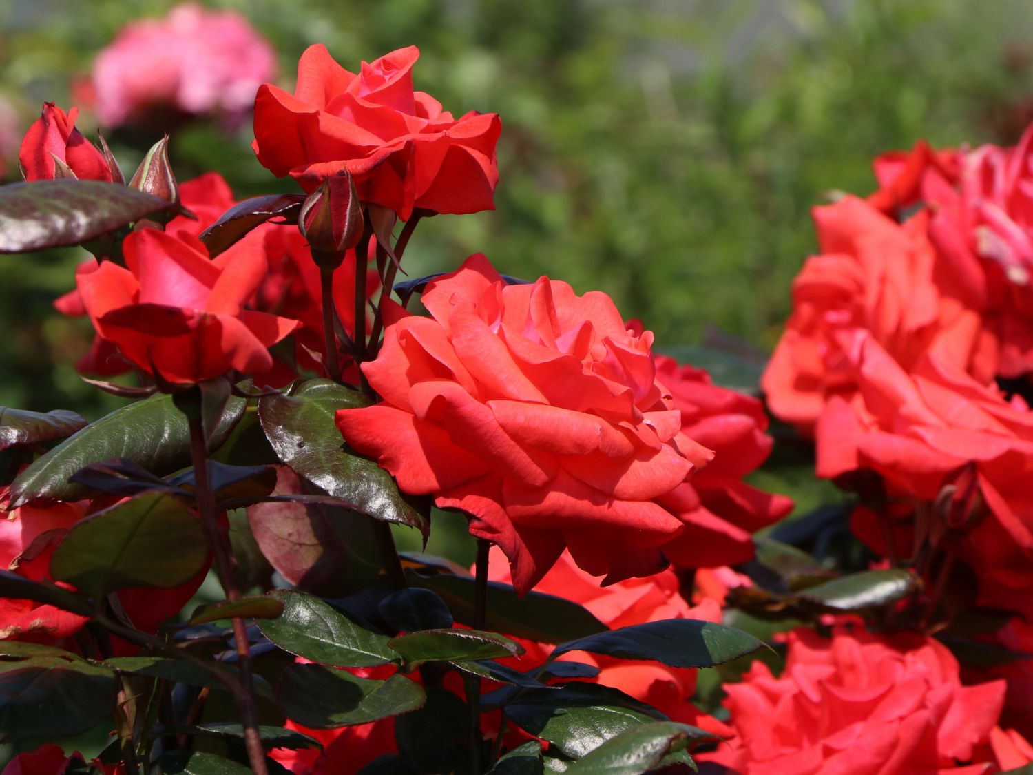 Beetrose 'Piccolo' ®