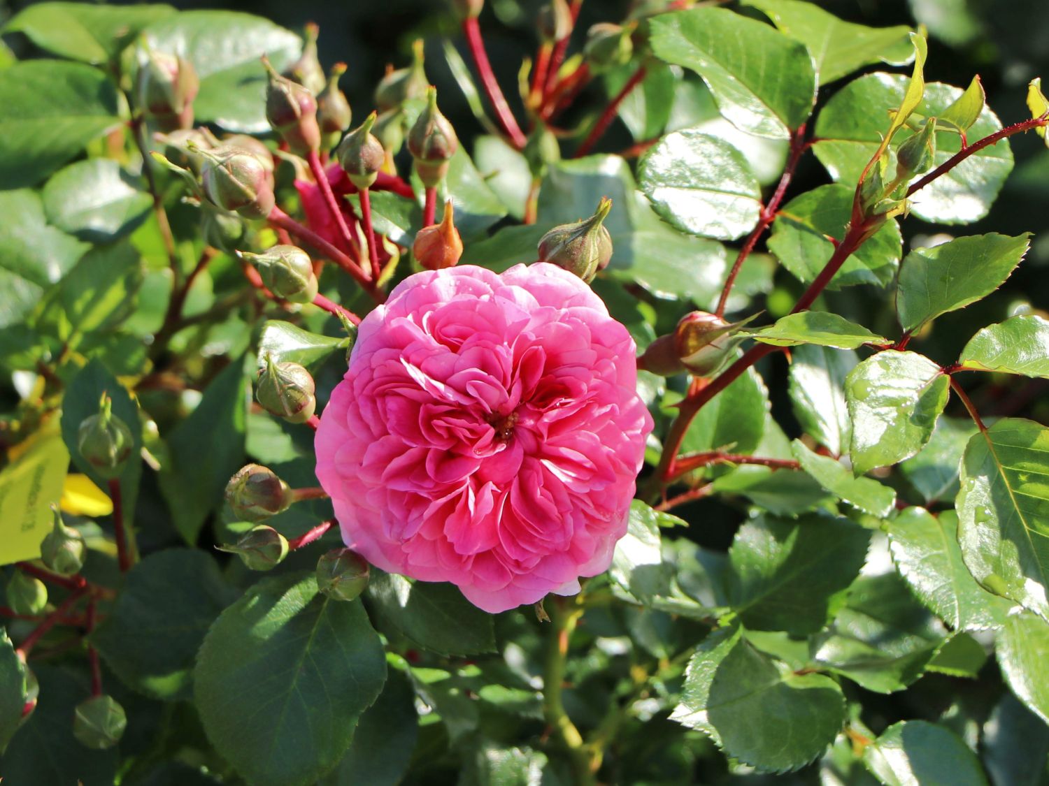 Beetrose 'Pink Swany' ®