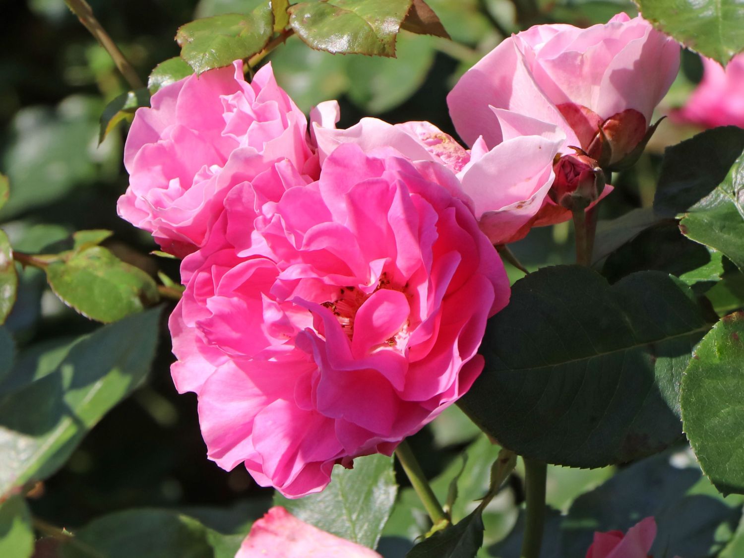 Beetrose 'Playrose' ®