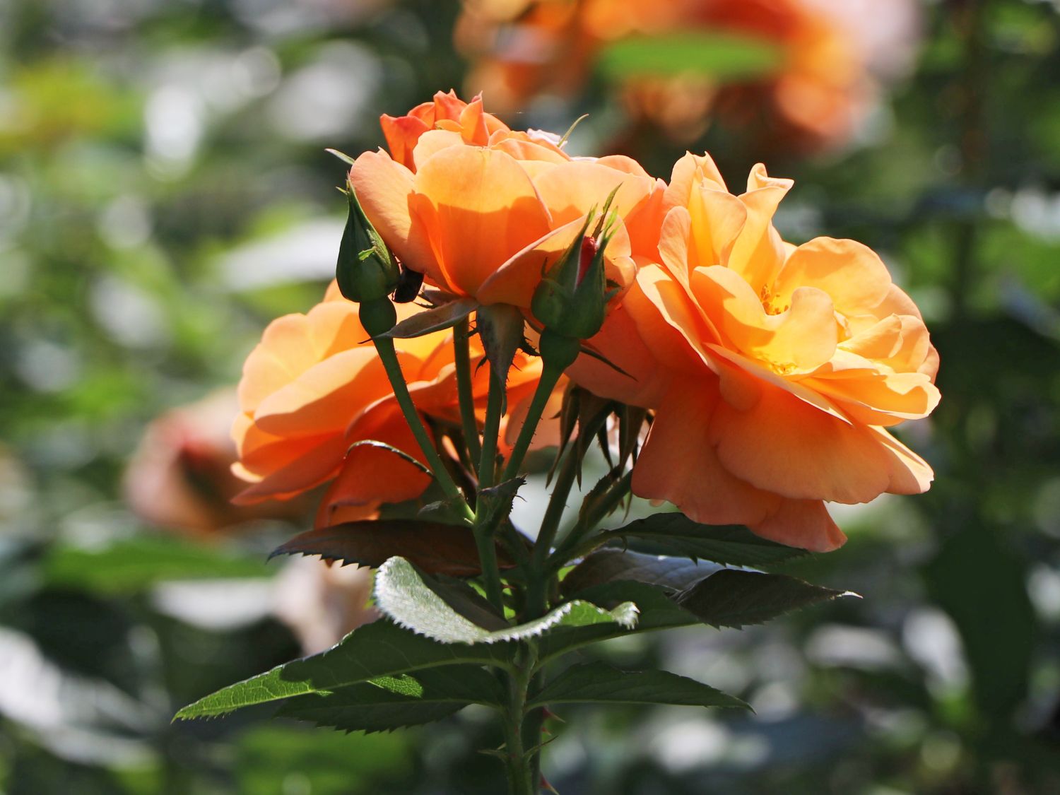 Beetrose 'Portoroz' ®