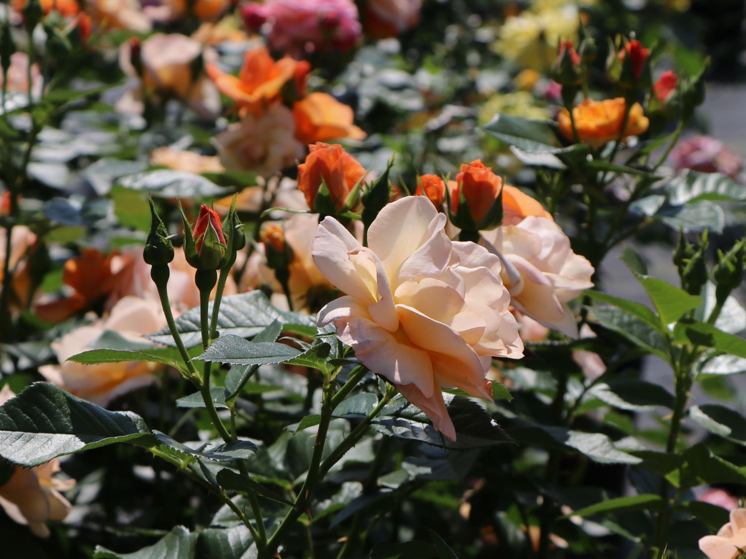 Beetrose 'Portoroz' ® - Rosa 'Portoroz' ® ADR-Rose