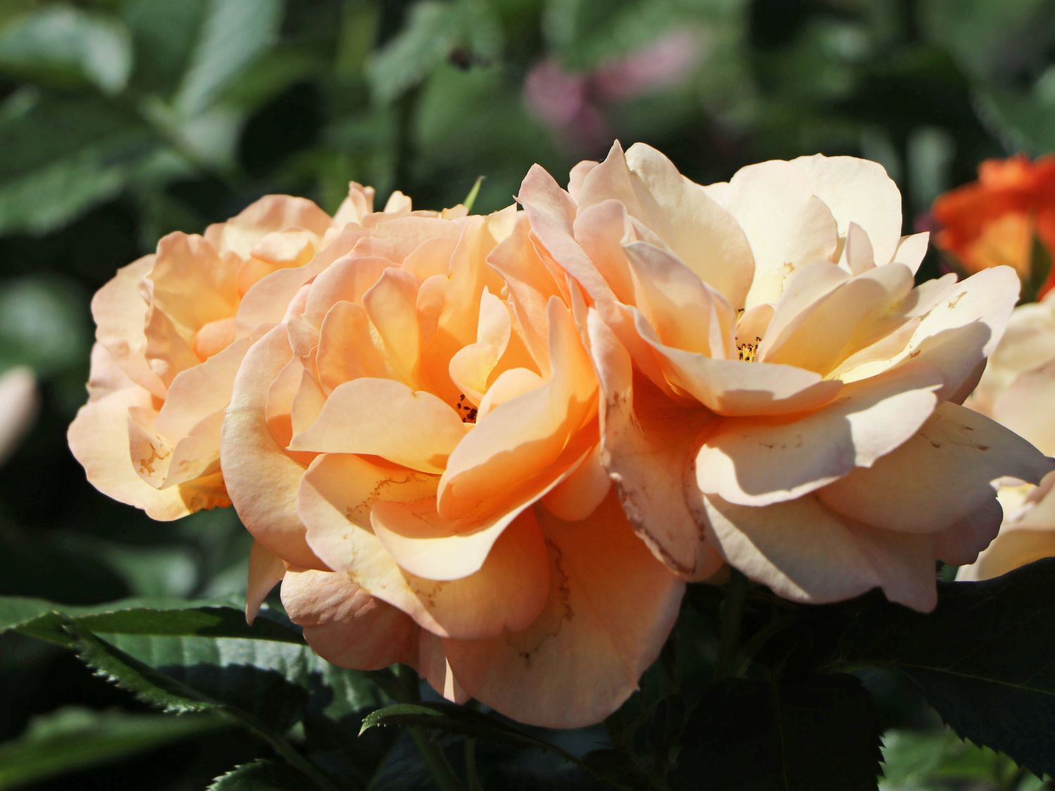 Beetrose 'Portoroz' ® - Rosa 'Portoroz' ® ADR-Rose