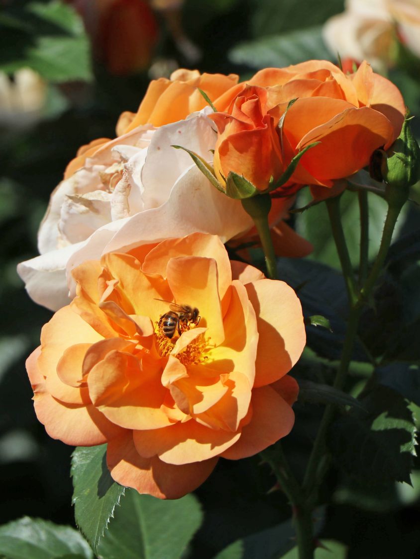 Beetrose 'Portoroz' ® - Rosa 'Portoroz' ® ADR-Rose