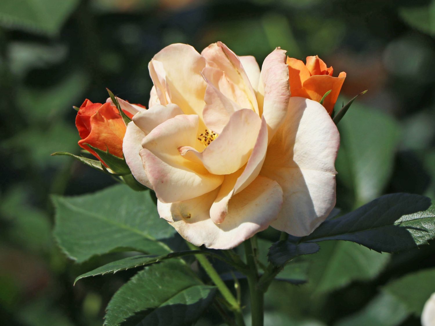 Beetrose 'Portoroz' ® - Rosa 'Portoroz' ® ADR-Rose