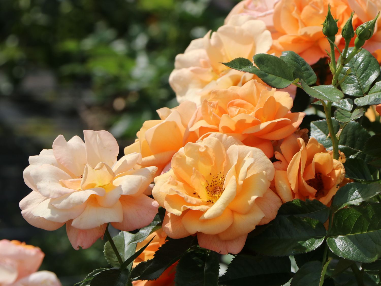 Beetrose 'Portoroz' ® - Rosa 'Portoroz' ® ADR-Rose