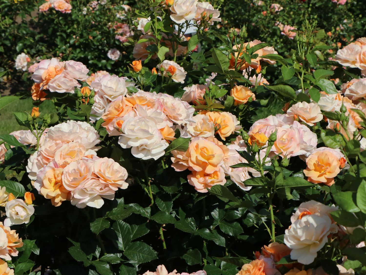 Beetrose 'Portoroz' ® - Rosa 'Portoroz' ® ADR-Rose