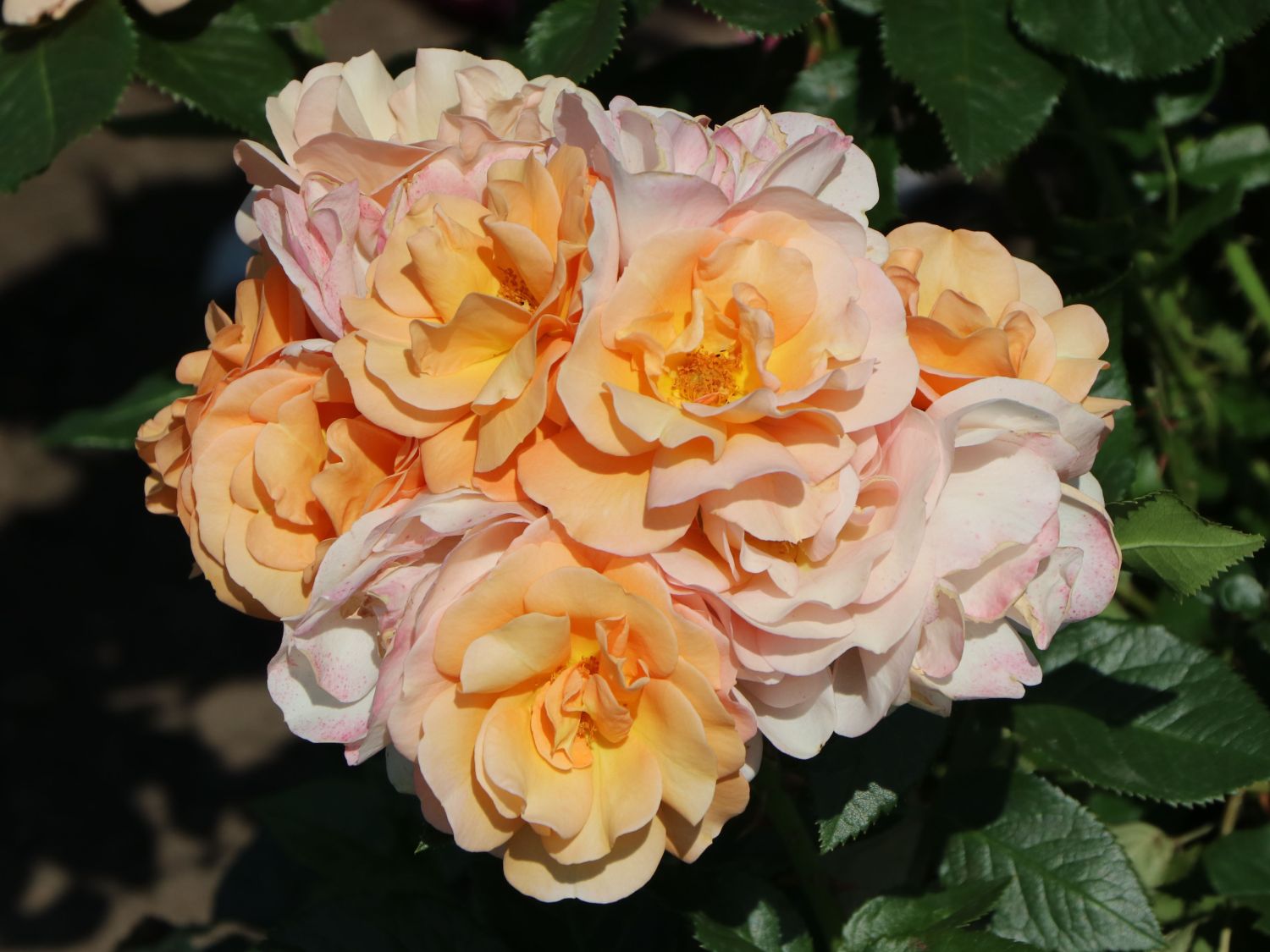 Beetrose 'Portoroz' ® - Rosa 'Portoroz' ® ADR-Rose