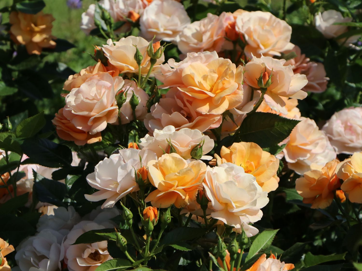 Beetrose 'Portoroz' ® - Rosa 'Portoroz' ® ADR-Rose