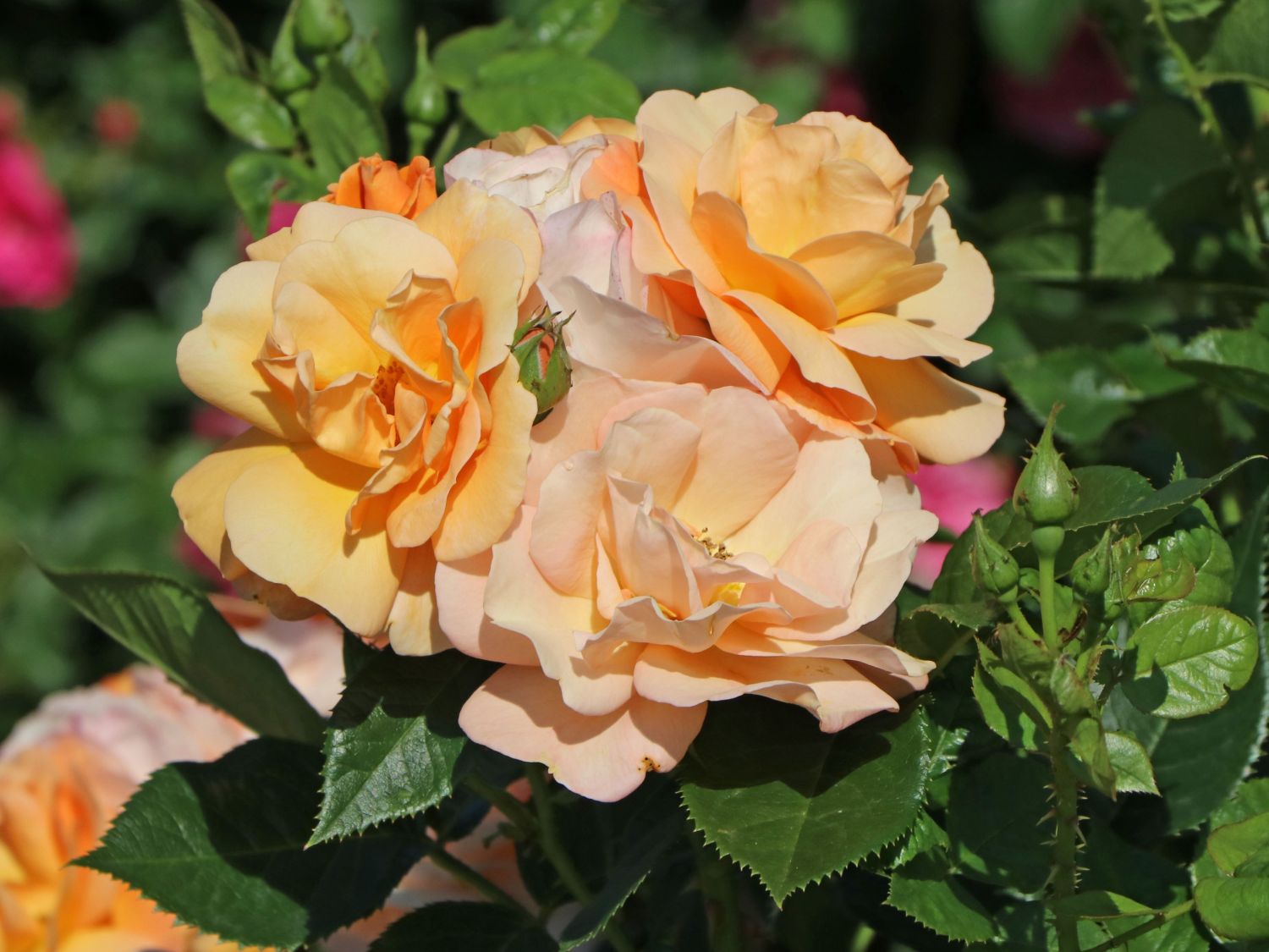 Beetrose 'Portoroz' ® - Rosa 'Portoroz' ® ADR-Rose