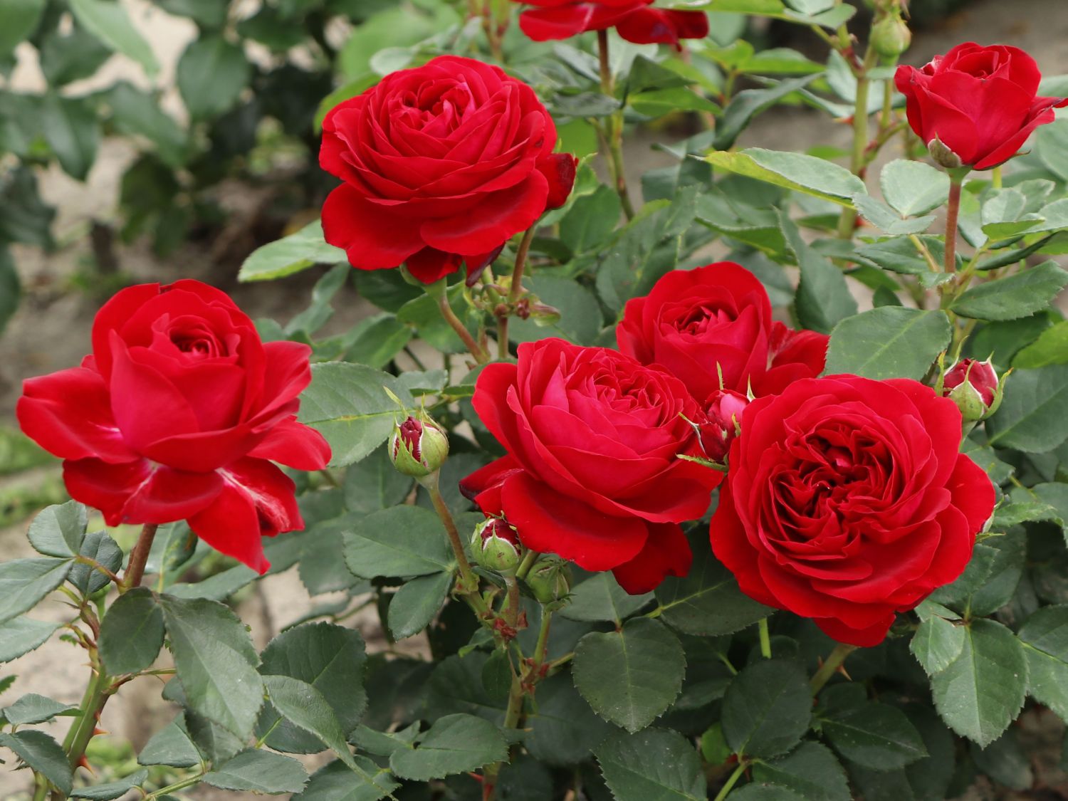 Beetrose 'Red Flower Circus' ®