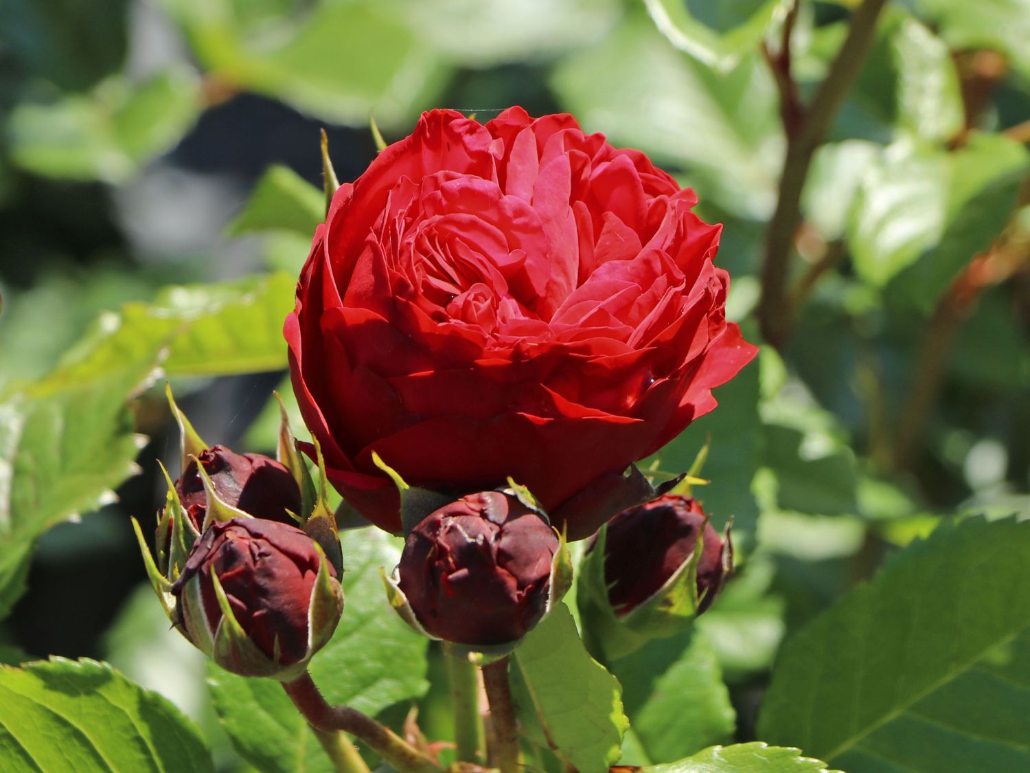 Beetrose 'Red Leonardo da Vinci' ®