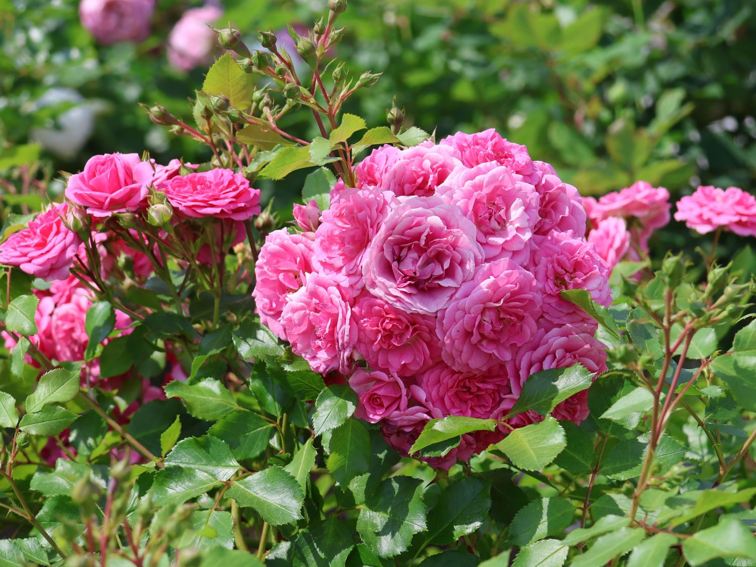 Beetrose Rigo-Rosen ® 'Amica' ®