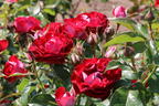 Beetrose 'Rose der Einheit' ® - Rosa 'Rose der Einheit' ® ADR-Rose