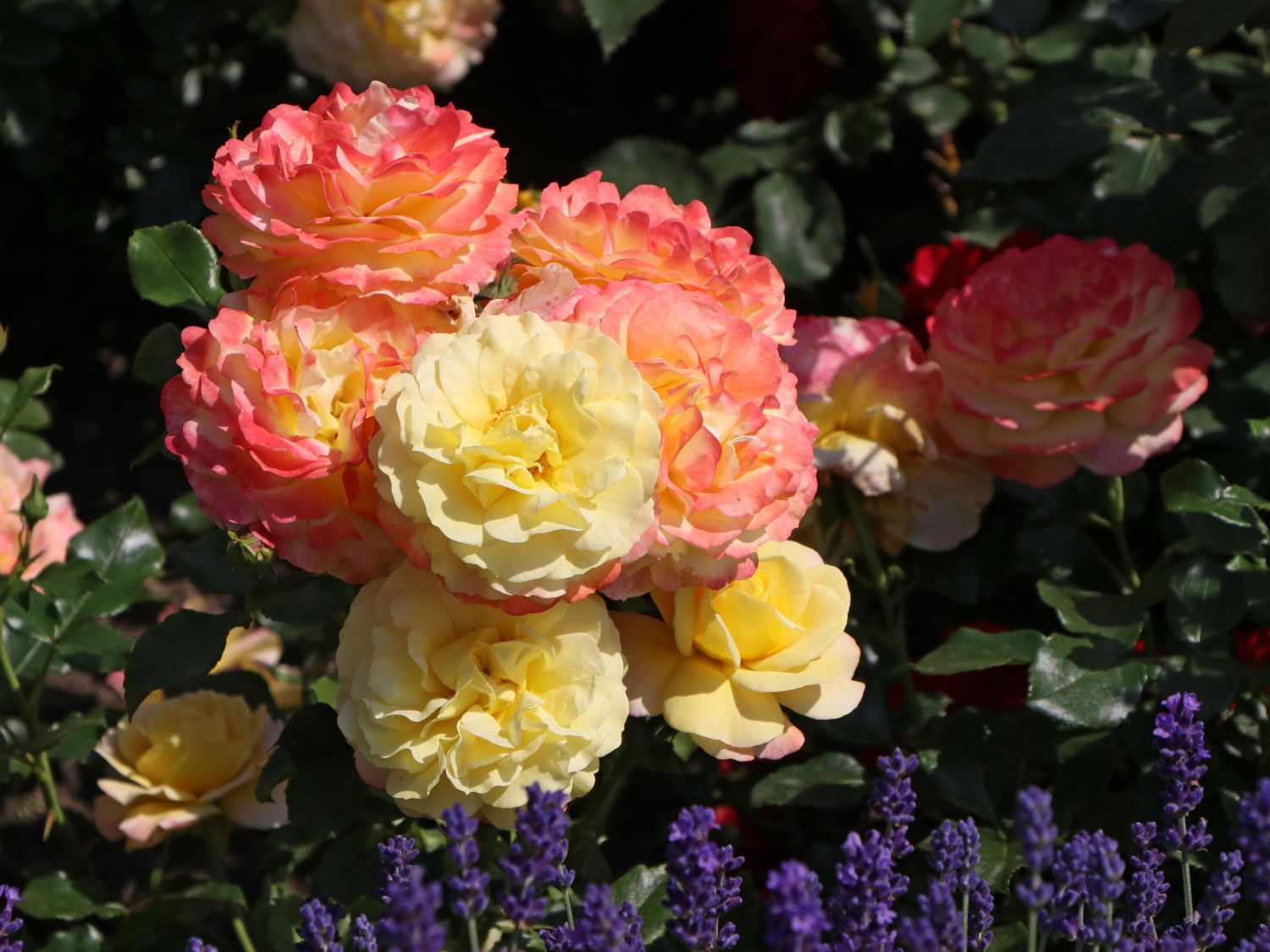 Beetrose 'Rose der Hoffnung' ®