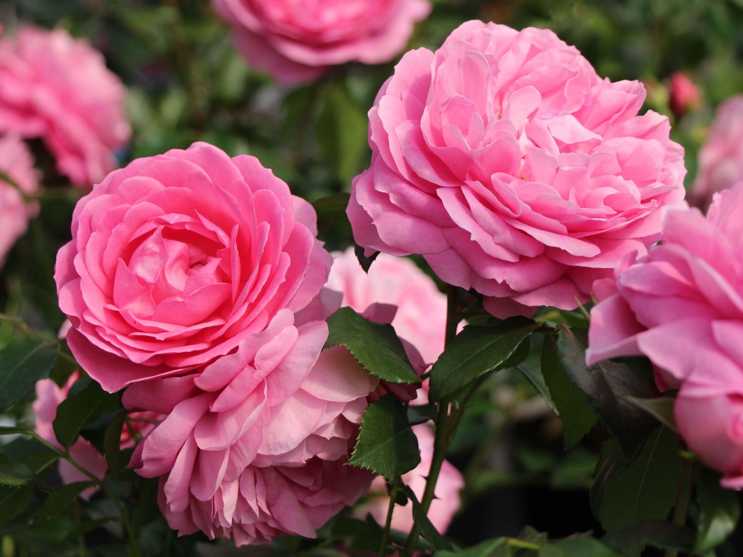 Beetrose 'Rosenfee' ®