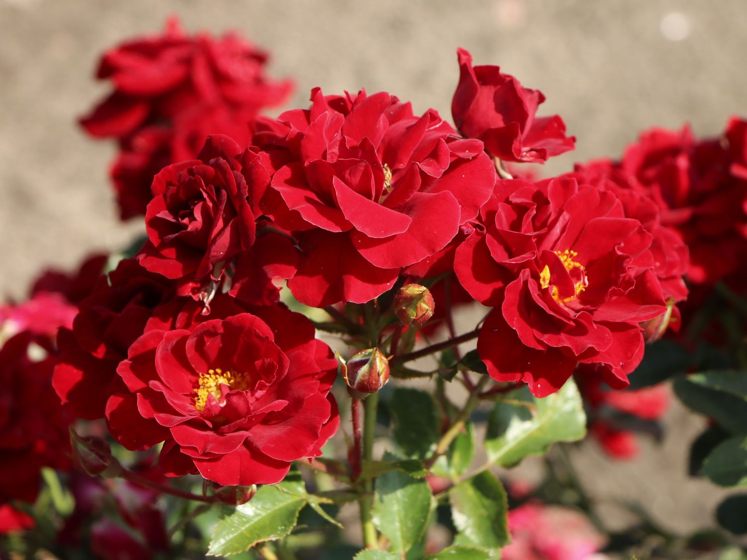 Beetrose 'Roter Kobold' ®