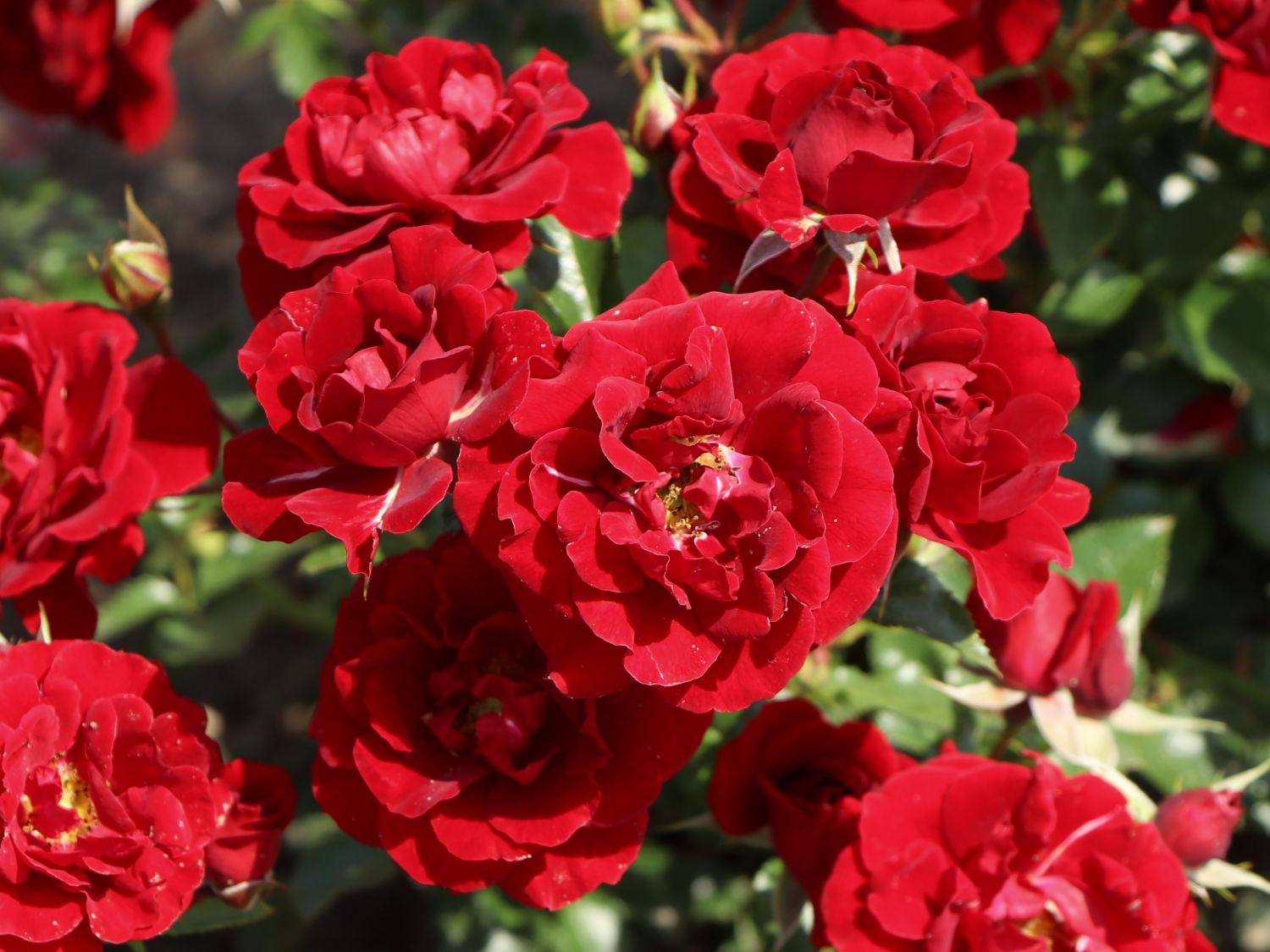 Beetrose 'Roter Kobold' ® - Rosa 'Roter Kobold' ®