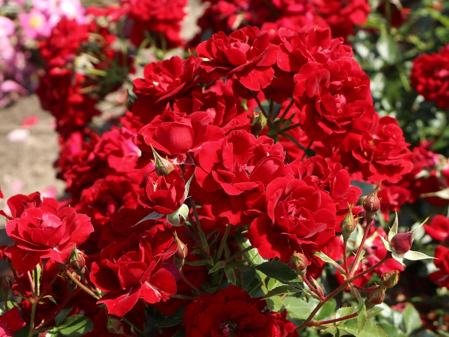 Beetrose 'Roter Kobold' ® - Rosa 'Roter Kobold' ®