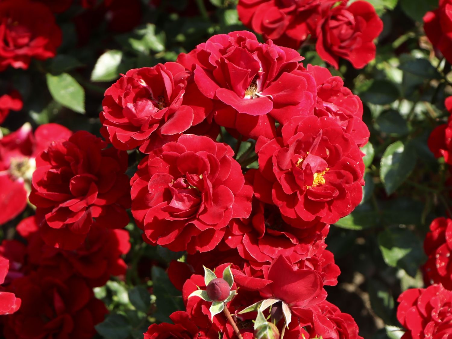 Beetrose 'Roter Kobold' ® - Rosa 'Roter Kobold' ®