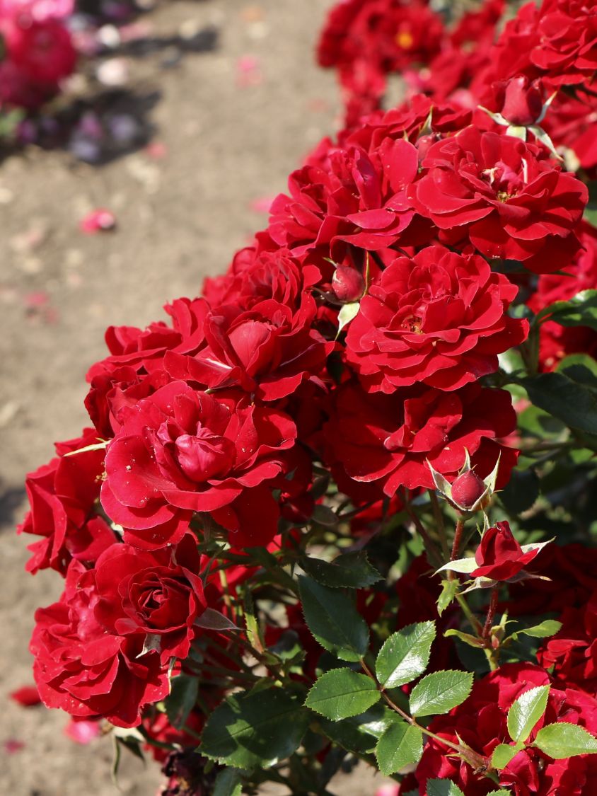 Beetrose 'Roter Kobold' ® - Rosa 'Roter Kobold' ®