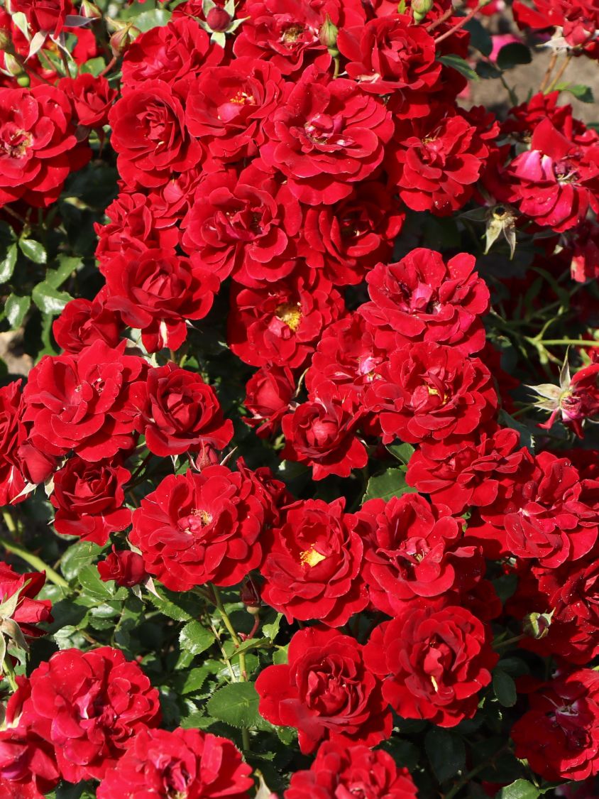 Beetrose 'Roter Kobold' ® - Rosa 'Roter Kobold' ®