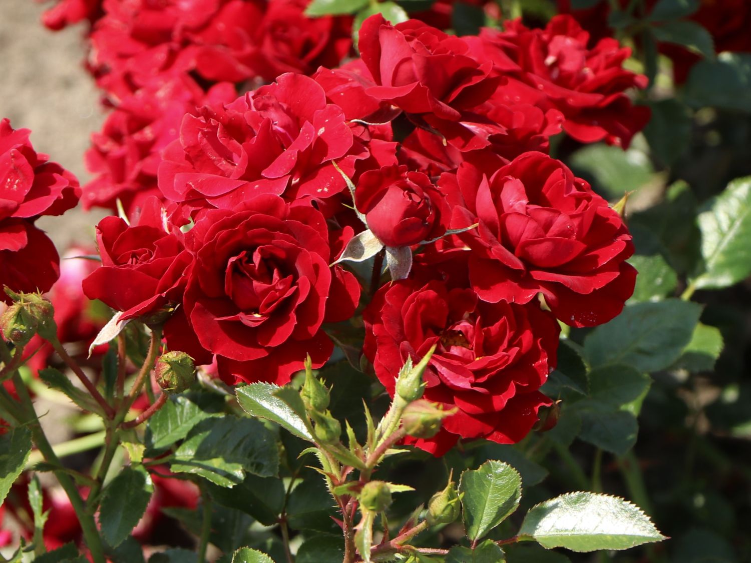 Beetrose 'Roter Kobold' ® - Rosa 'Roter Kobold' ®