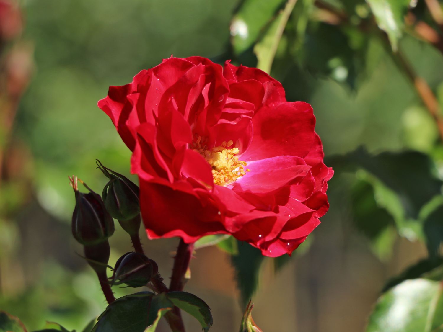 Beetrose 'Rotilia' ®