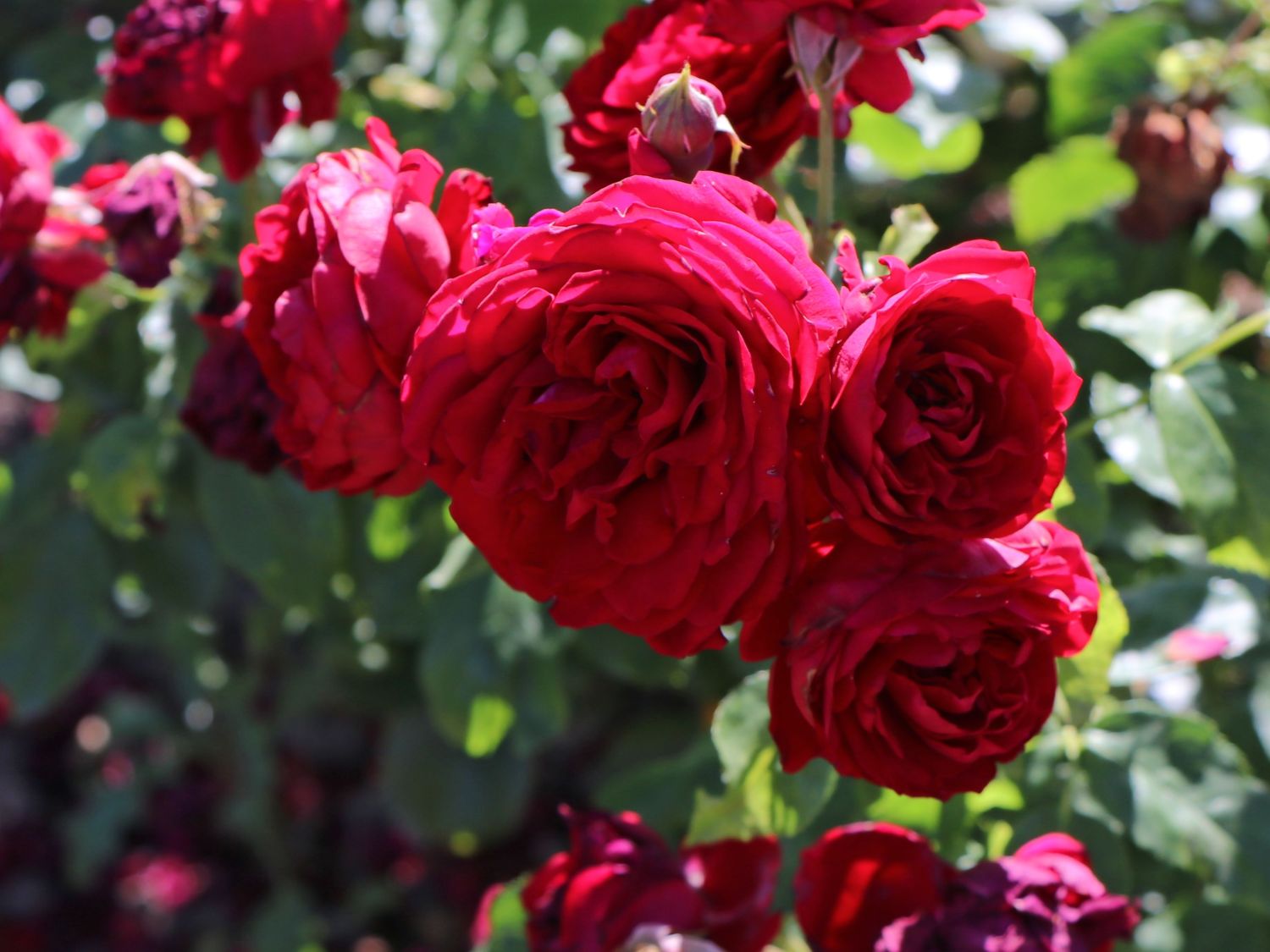 Beetrose 'Rotkäppchen' ® / Maranello Rose - Rosa 'Rotkäppchen' ® / Maranello Rose