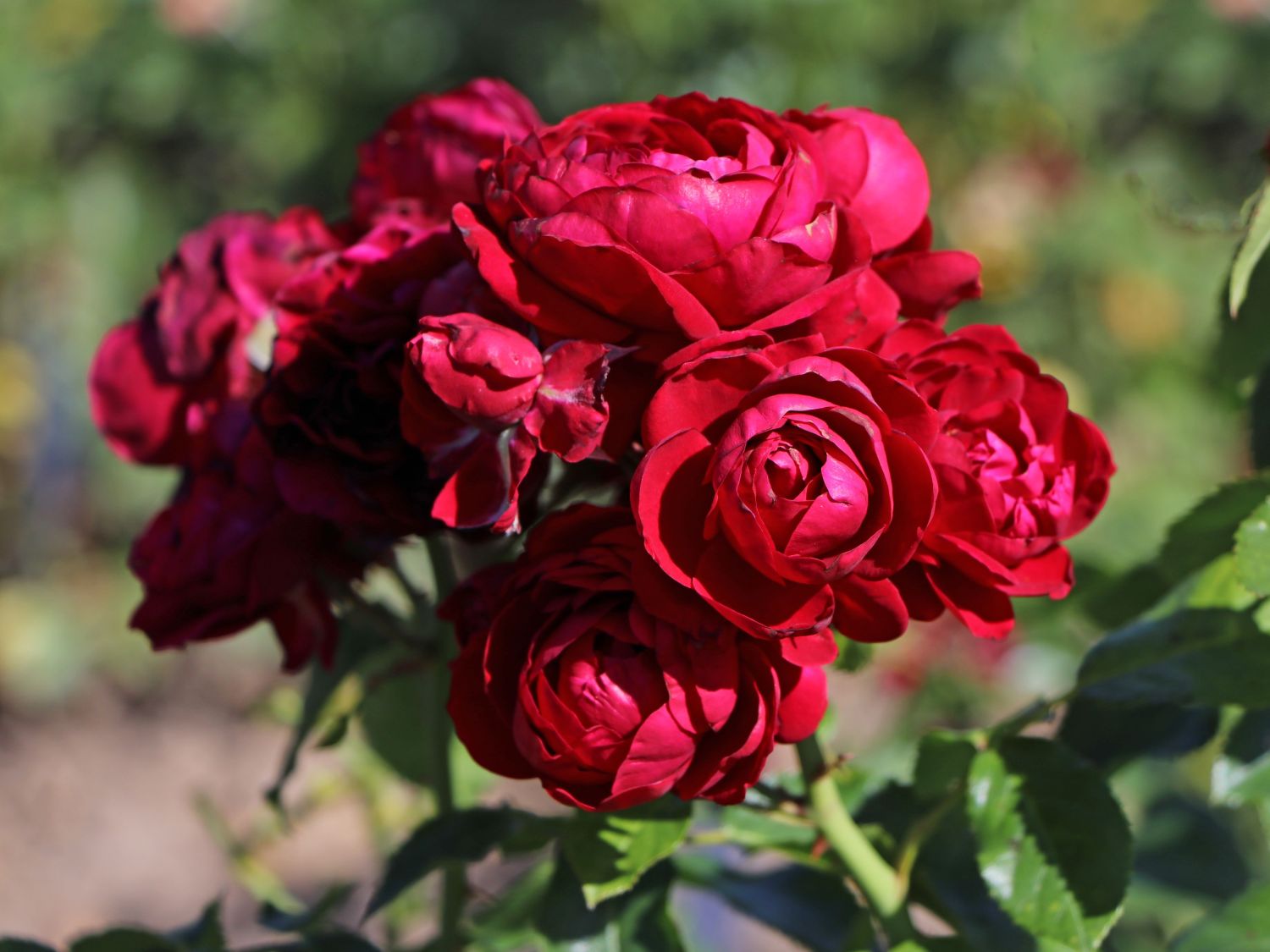 Beetrose 'Rotkäppchen' ® / Maranello Rose - Rosa 'Rotkäppchen' ® / Maranello Rose