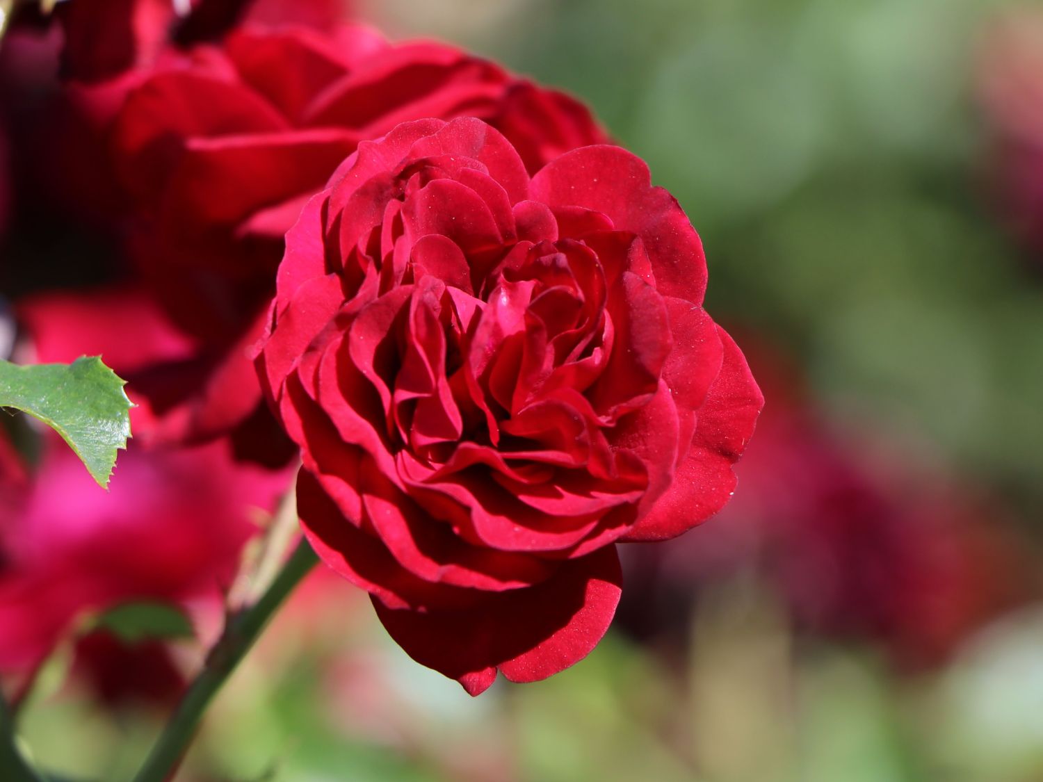 Beetrose 'Rotkäppchen' ® / Maranello Rose - Rosa 'Rotkäppchen' ® / Maranello Rose