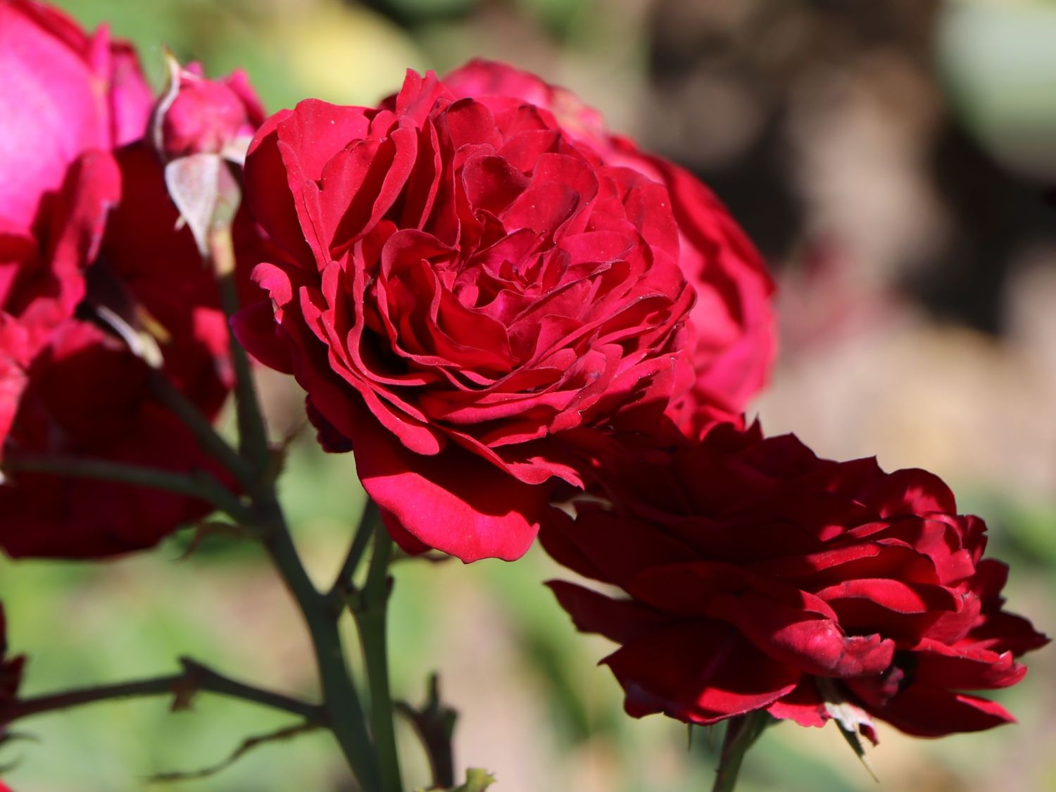 Beetrose 'Rotkäppchen' ® / Maranello Rose - Rosa 'Rotkäppchen' ® / Maranello Rose