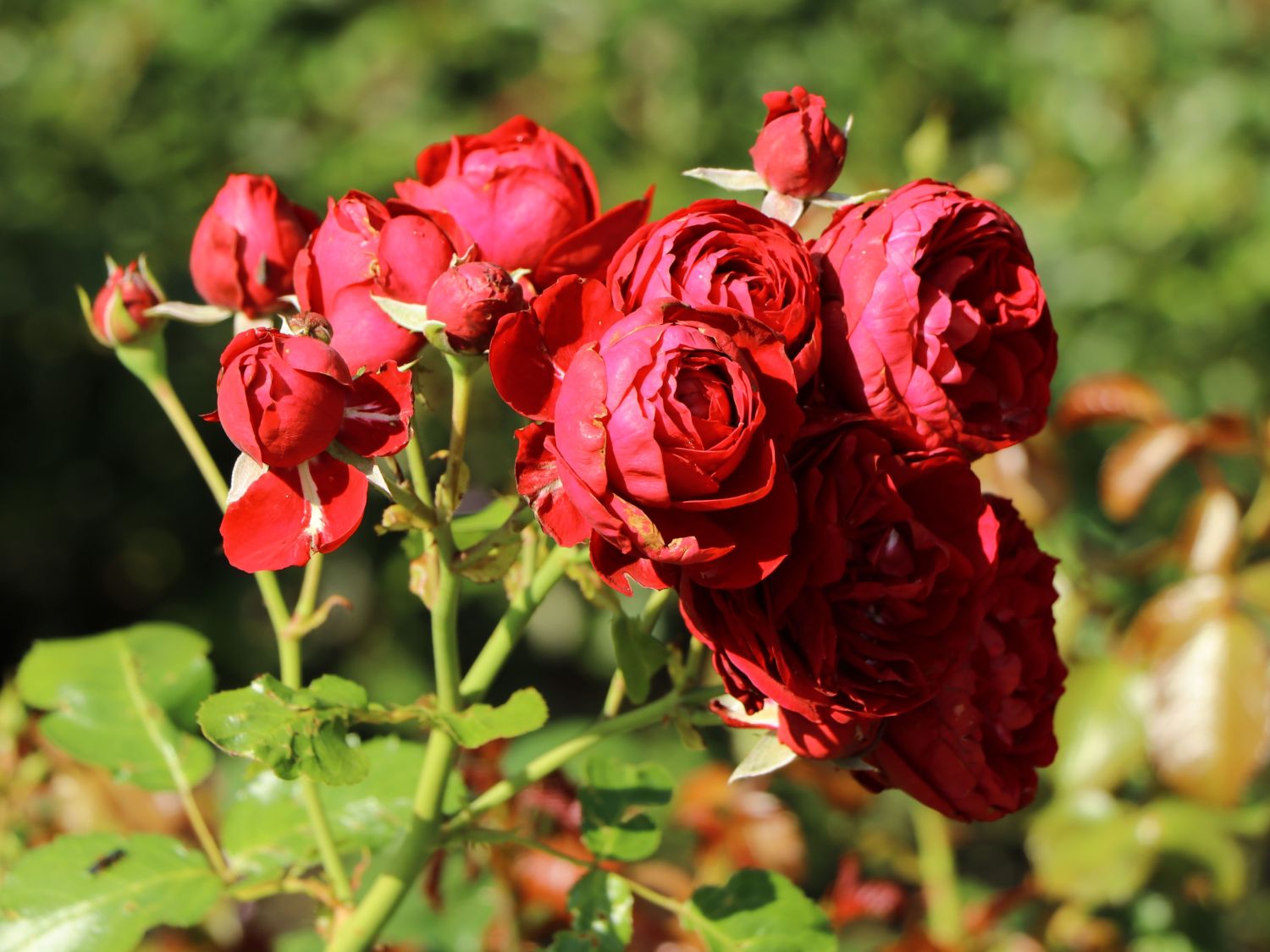 Beetrose 'Rotkäppchen' ® / Maranello Rose - Rosa 'Rotkäppchen' ® / Maranello Rose