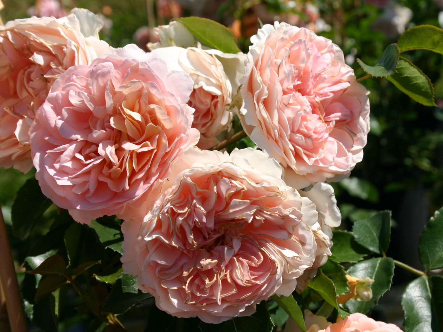 Beetrose 'Sangerhäuser Jubiläums-Rose' ® / Cervia