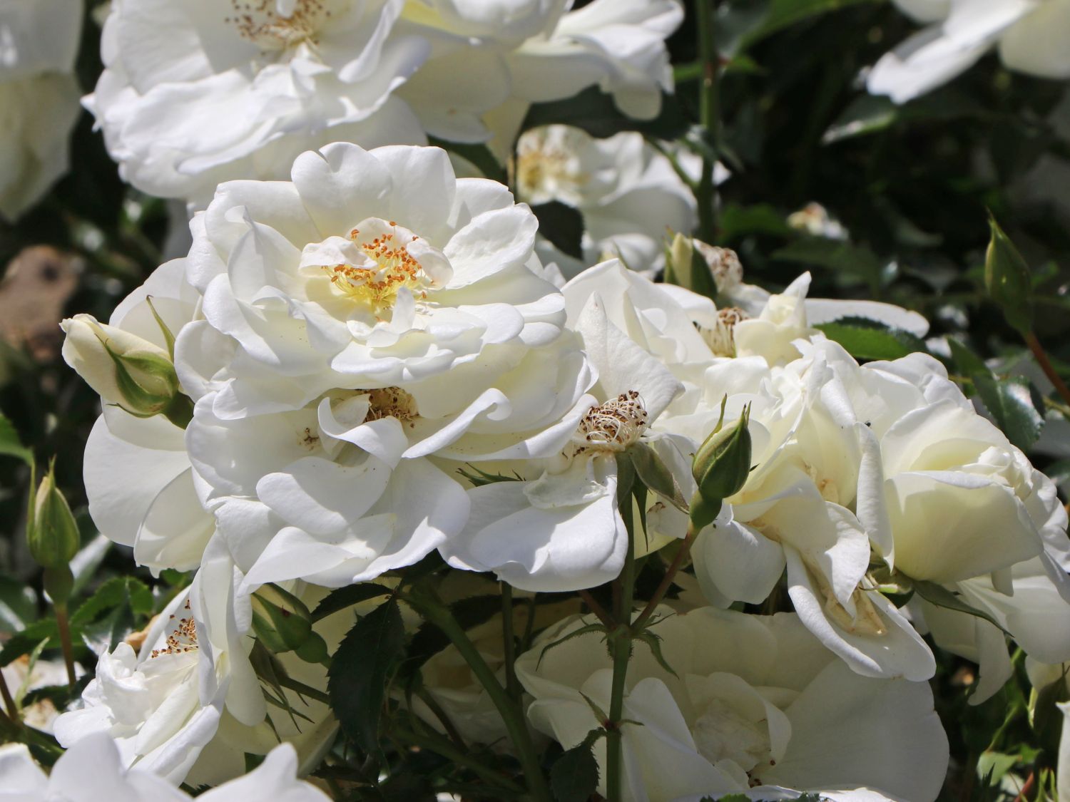 Beetrose 'Schneeflocke' ®