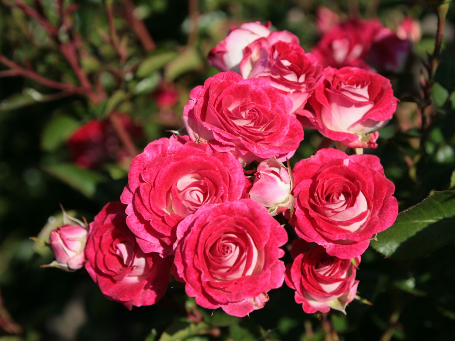 Beetrose 'Schöne Koblenzerin' ® / 'Marie Rottrová'
