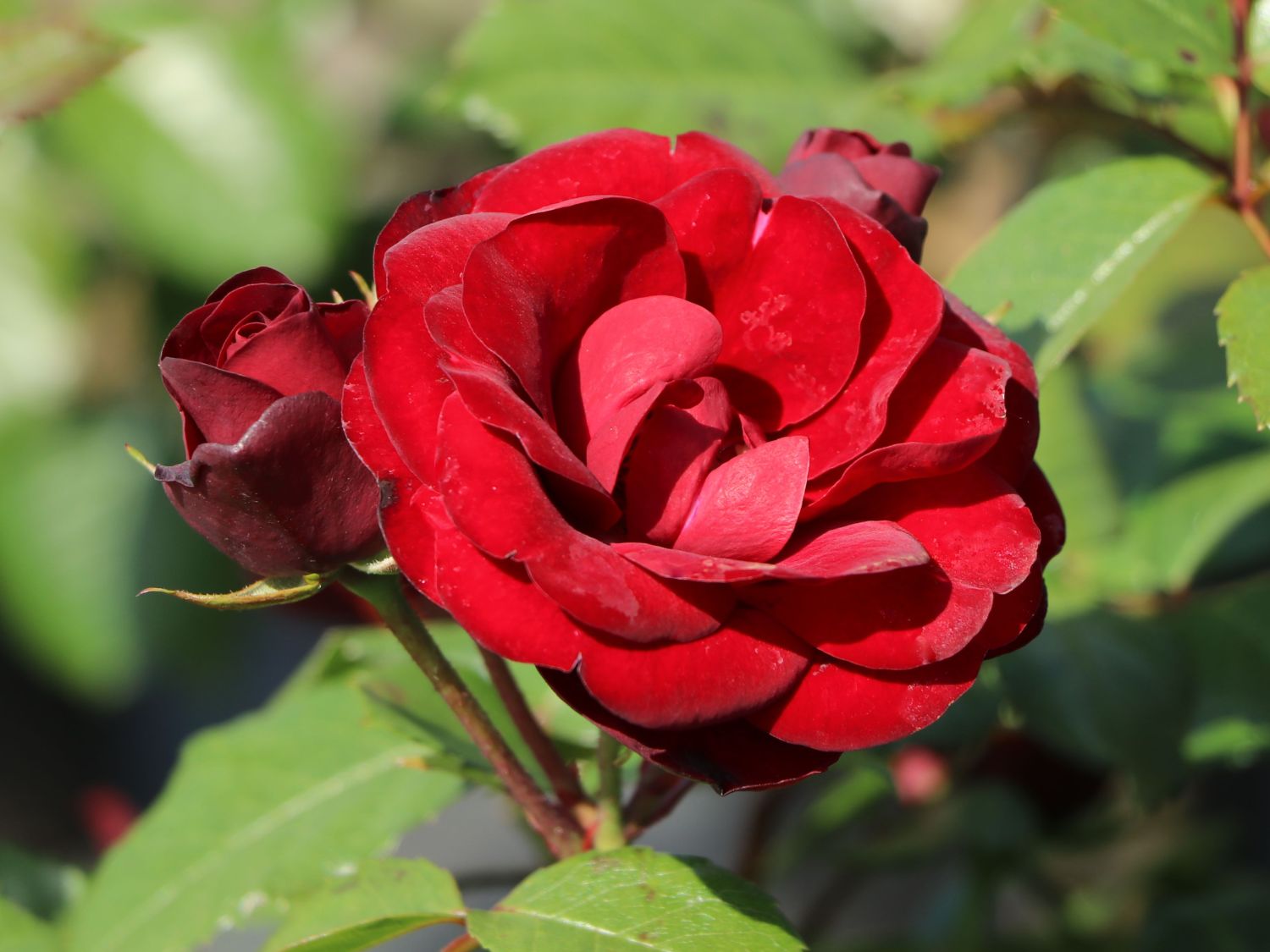 Beetrose 'Schwabenmädel' ®