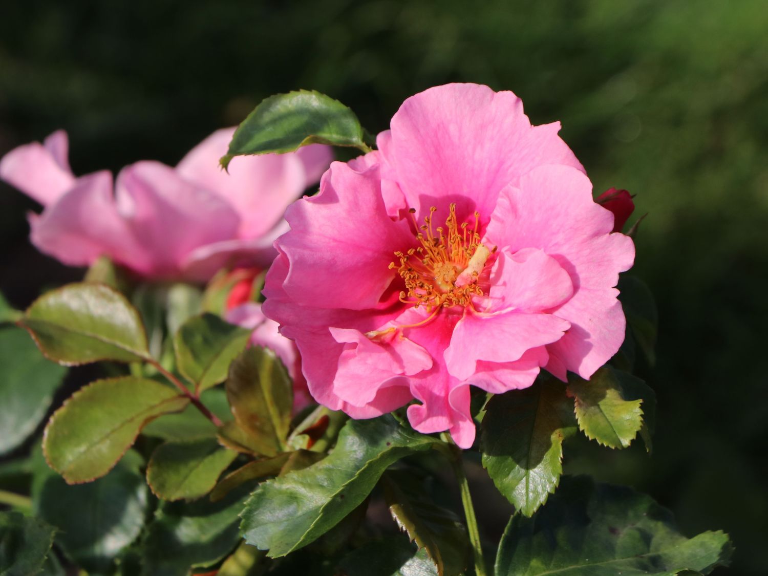 Beetrose 'See you ® in pink'