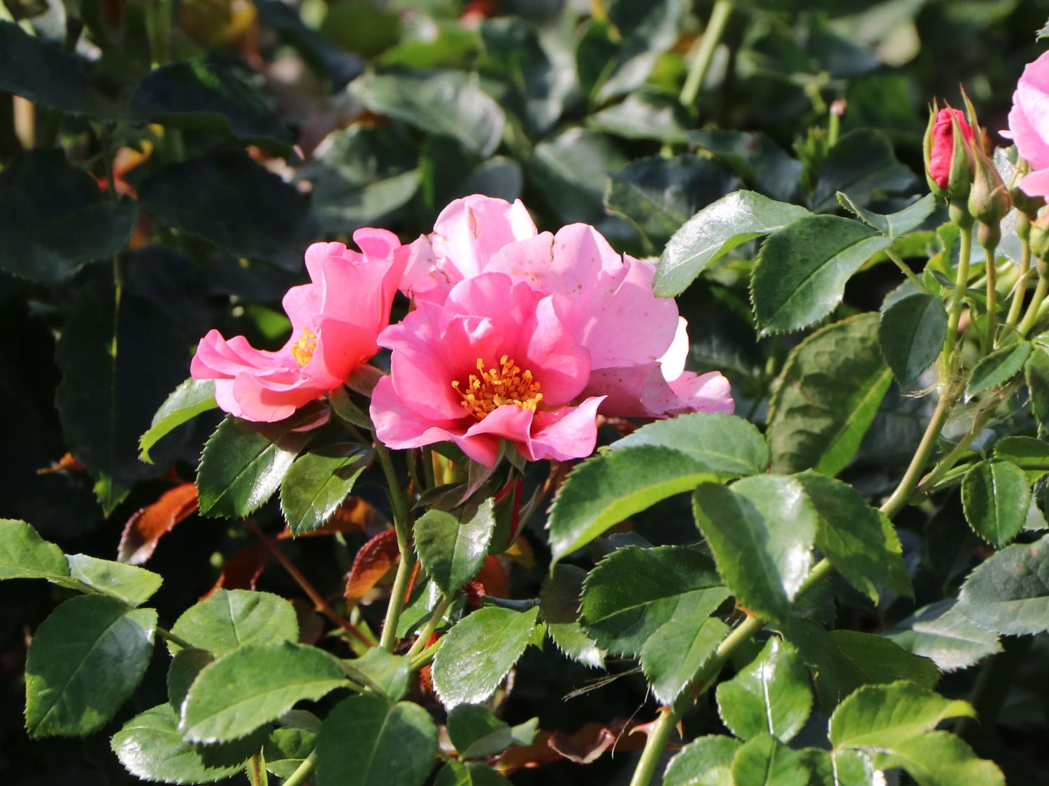 Beetrose 'See you ® in pink' - Schönste Rosen & Expertenwissen