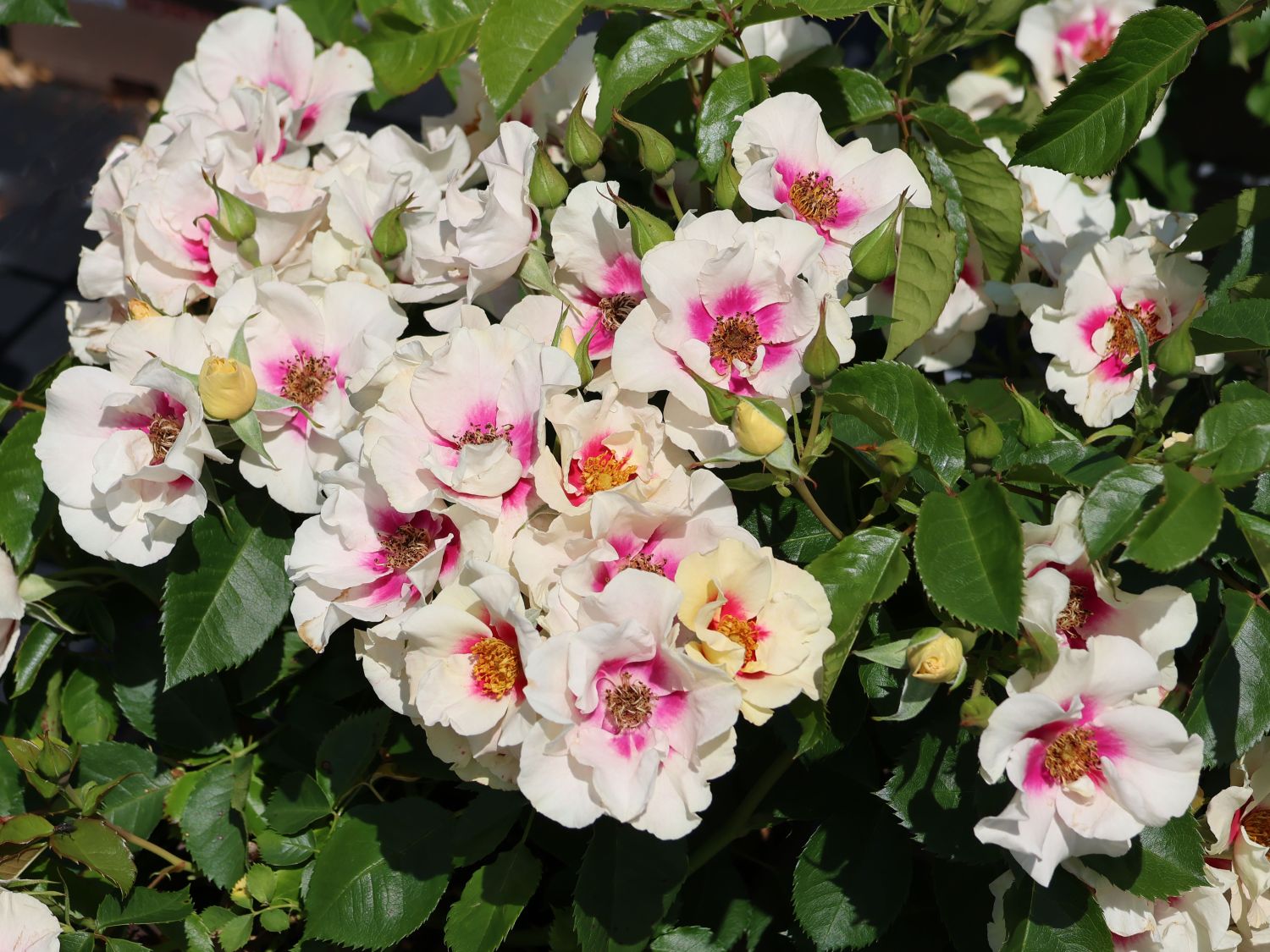 Beetrose 'See you ® in purple'