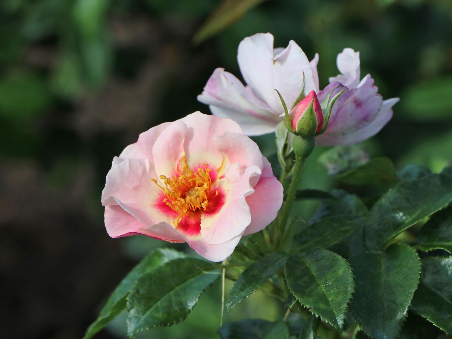 Beetrose 'See you ® in red'