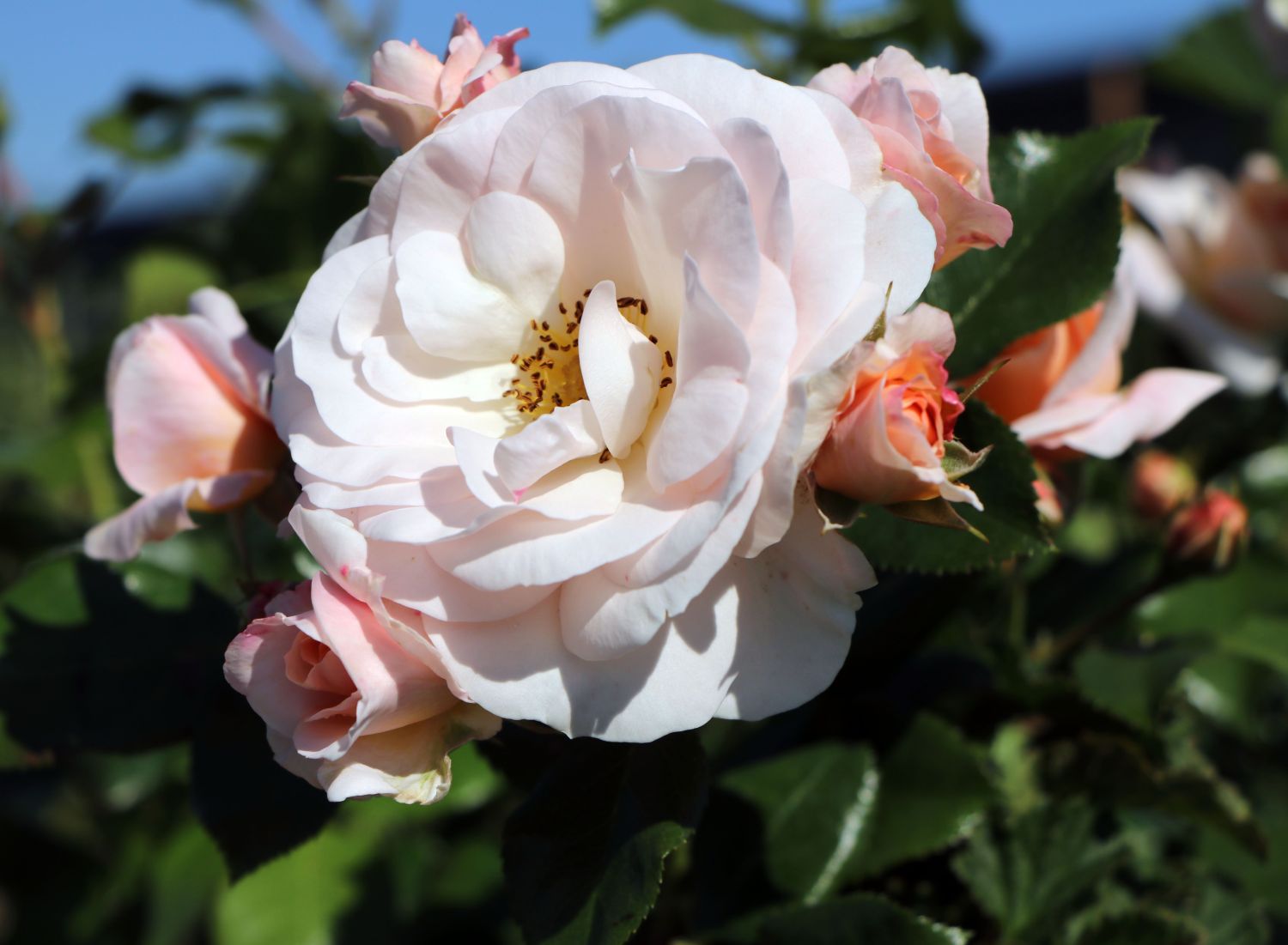 Beetrose 'Sirius' ®