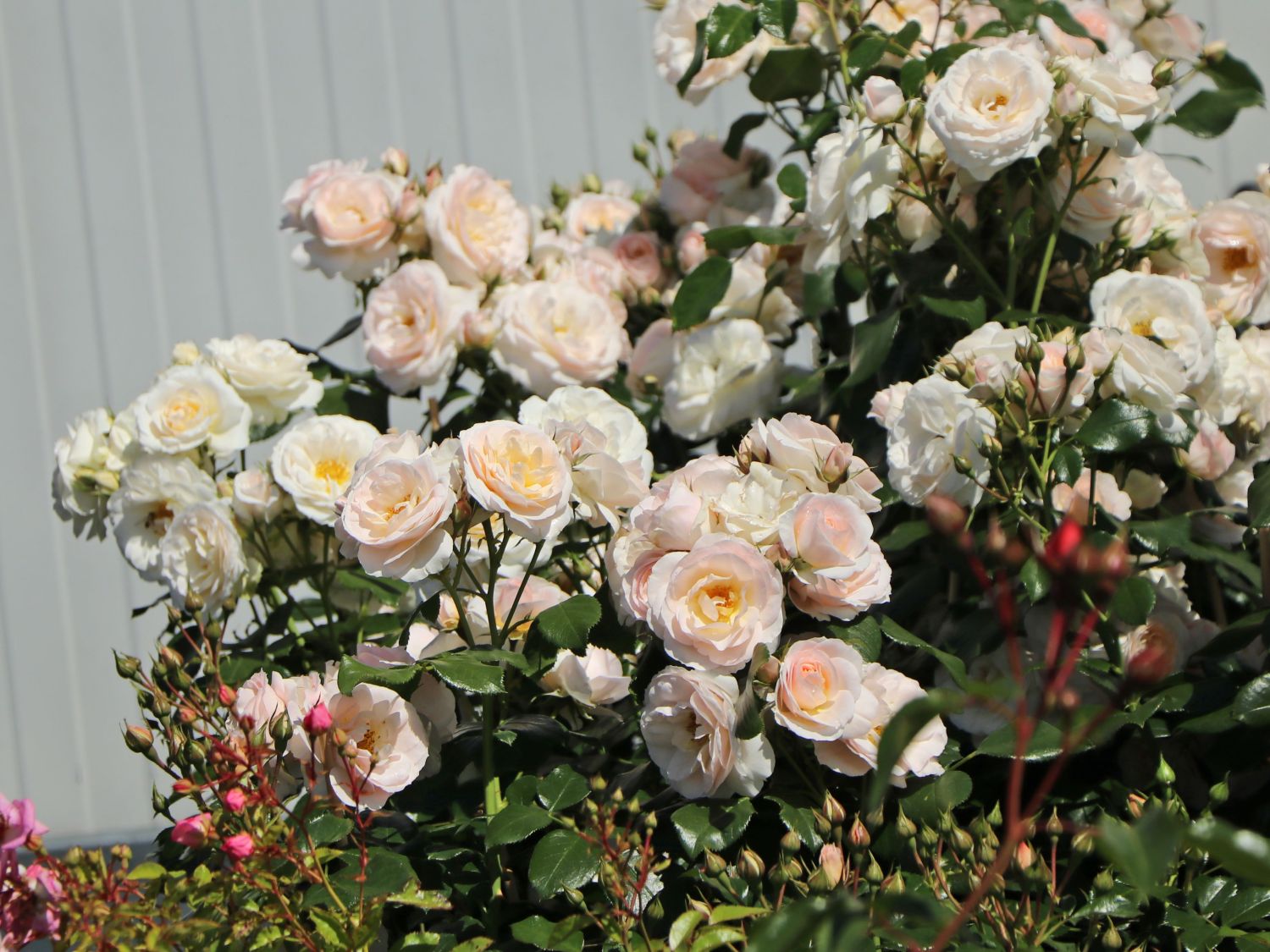 Beetrose 'Sirius' ® - Rosa 'Sirius' ® ADR-Rose