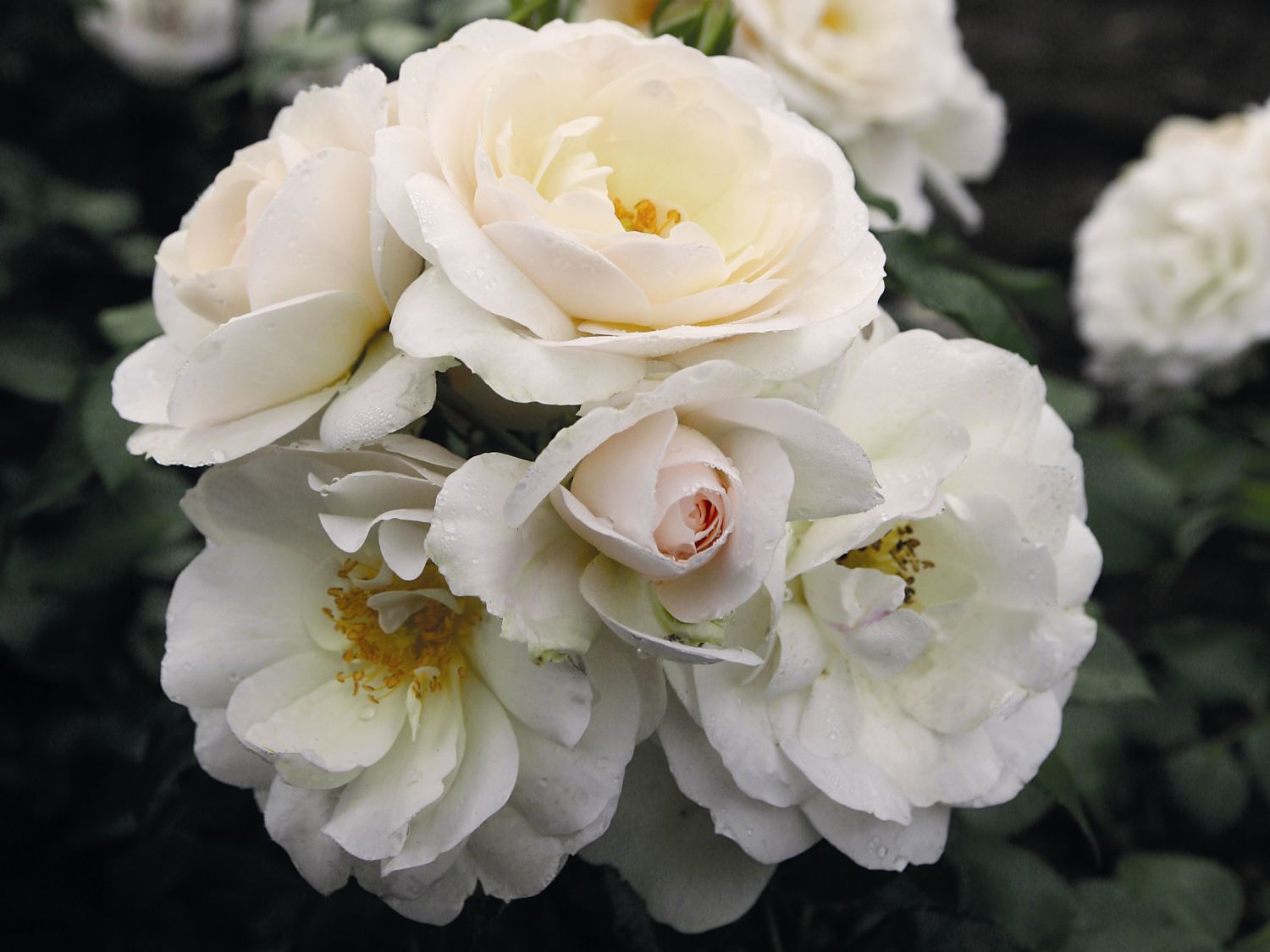 Beetrose 'Sirius' ® - Rosa 'Sirius' ® ADR-Rose