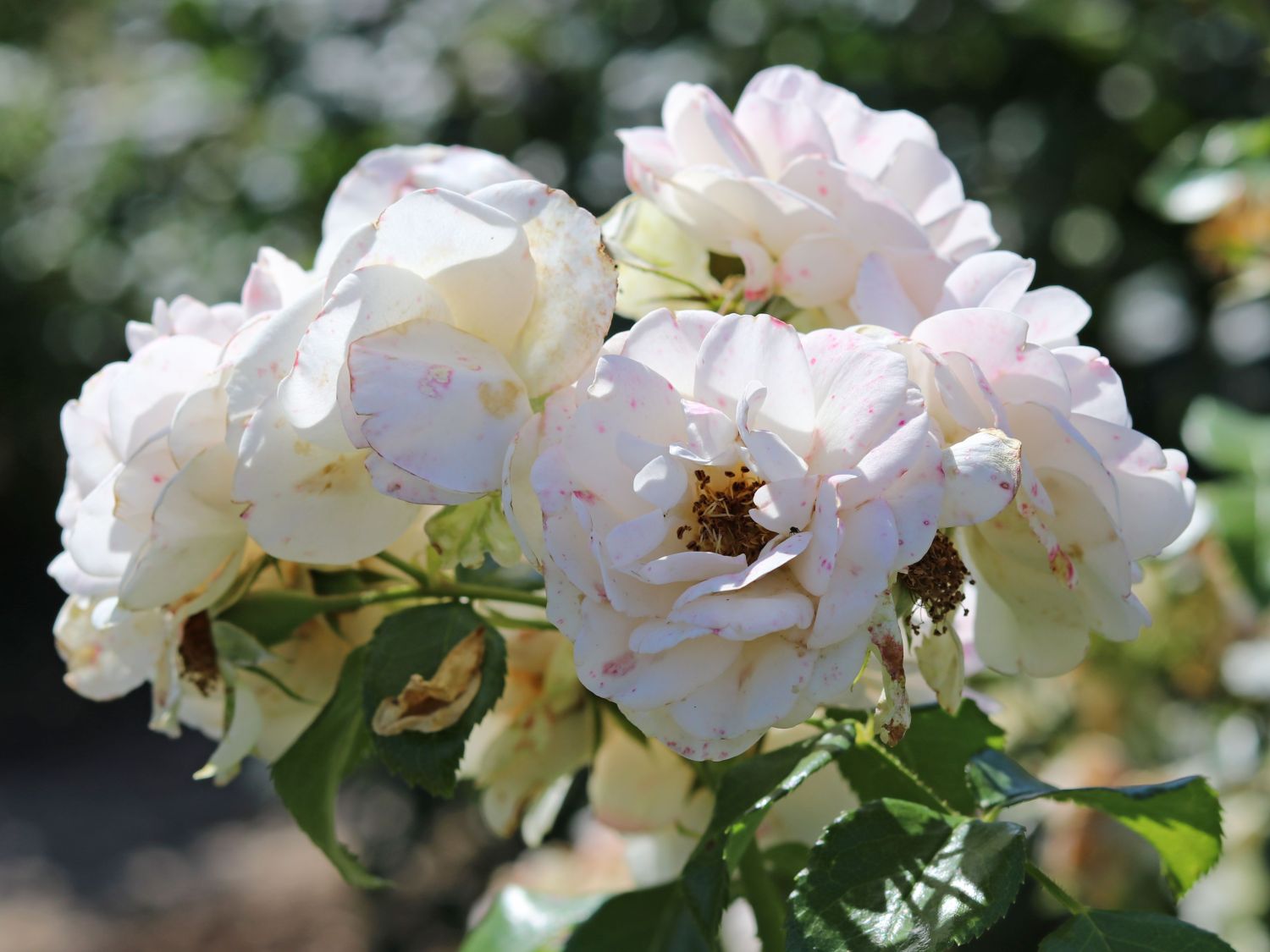 Beetrose 'Sirius' ® - Rosa 'Sirius' ® ADR-Rose