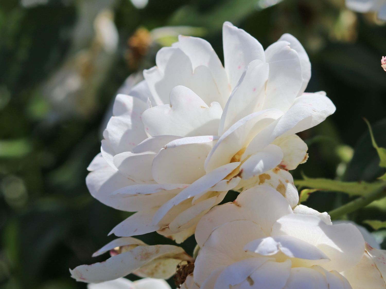 Beetrose 'Sirius' ® - Rosa 'Sirius' ® ADR-Rose