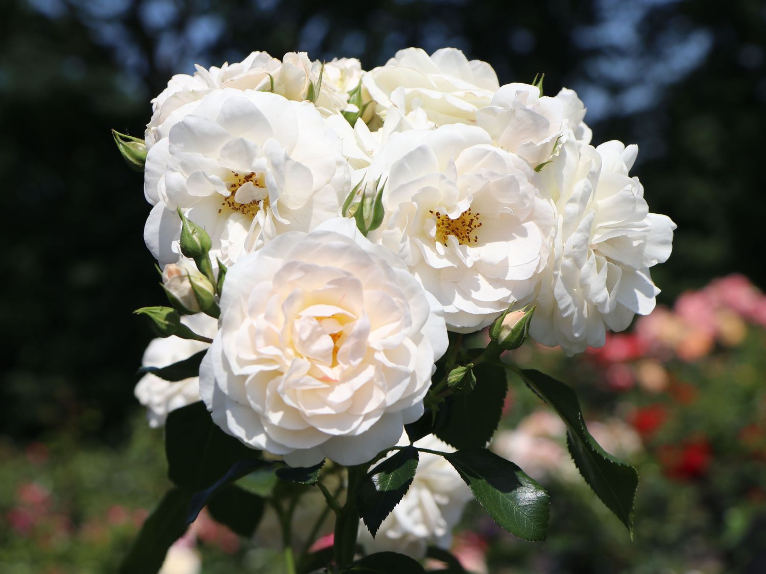 Beetrose 'Sirius' ® - Rosa 'Sirius' ® ADR-Rose