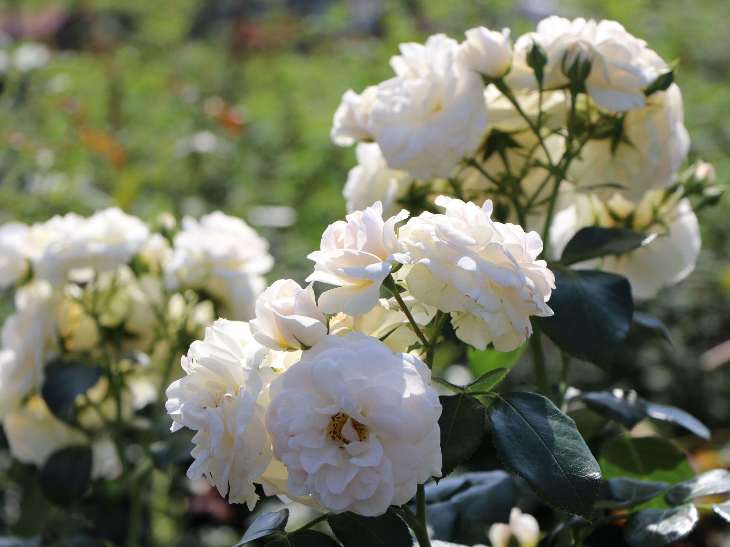 Beetrose 'Sirius' ® - Rosa 'Sirius' ® ADR-Rose